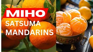 MIHO SATSUMAS HARVEST  HOW TO GROW CITRUS IN A CONTAINER [upl. by Ashman]