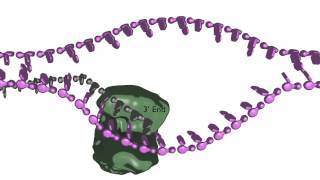 Homologydependent double strand break repair [upl. by Asirrom883]