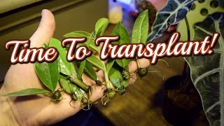 How to Move ZZ PLANT Cuttings From WATER to SOIL 🌿 [upl. by Oilerua]