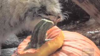 Pumpkins for Pallas Cats at the Prospect Park Zoo [upl. by Kauppi444]