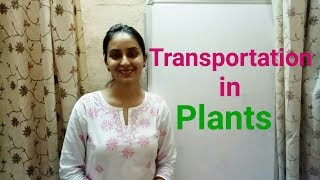 Transportation  Transport in Plants  Life processes part4  Biology class 10  Lecture 19 [upl. by Aloek]