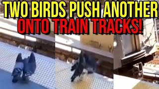 Two Pigeons Push Another Pigeon Onto Train Tracks In Front Of Moving Train [upl. by Llaccm]