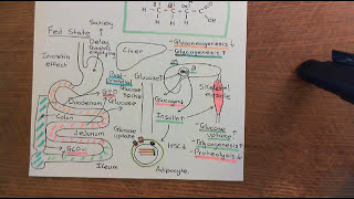 Diabetes Mellitus and Antidiabetic Drugs Part 2 [upl. by Sherburne]