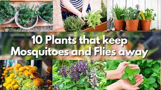 10 Plants that keep Mosquitoes and Flies away 🍃🦟 mosquito repellent plants 🍃🦟 [upl. by Kathrine877]