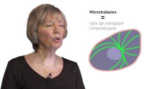 MOOC côté cours  Les microtubules [upl. by Marillin]