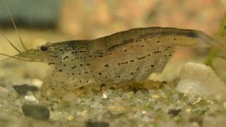 Amano Shrimp Caridina multidentata  Breeding Part 1 [upl. by Einhorn388]