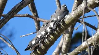 Whitebreasted Woodswallow Hervey Bay Qld [upl. by Aivonas]