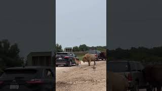 Drive thru African Safari Wildlife park in Ohio [upl. by Notlrac]