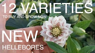 12 Varieties of hellebores to Buy Now [upl. by Hoffman]