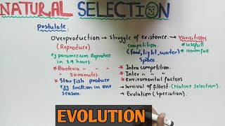 Natural selection theory  Darwin Theory  NMDCAT 2021 [upl. by Warp]