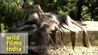 Grey langur family in Landour Uttarakhand [upl. by Schriever757]