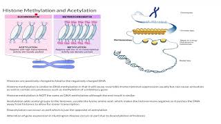 Histone Methylation and Acetylation [upl. by Germano898]