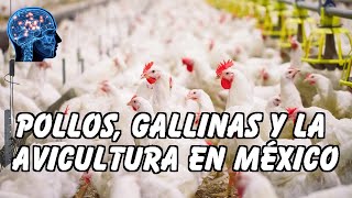 POLLOS GALLINAS Y LA AVICULTURA EN MÉXICO [upl. by Ijan]