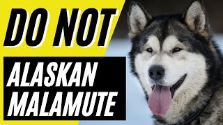 7 reasons You SHOULD NOT Get an Alaskan Malamute [upl. by Stanwinn]