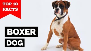 Boxer Dog  Top 10 Facts [upl. by Oap]