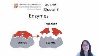 Chapter 31  Enzyme Structure and Mode of Action  Cambridge ALevel 9700 Biology [upl. by Rehtae]