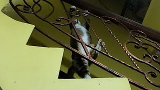 My cat is possessed [upl. by Bertie]