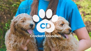 Available Puppies from the Crockett Doodles Network [upl. by Gonzalez]