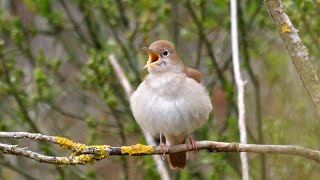 Calming Nightingale Birdsong 1 Hour Of Relaxation In 4k Quality [upl. by Minna]