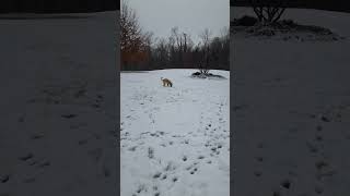 Muncy the Dog Trying to Catch Snowballs in Muncy PA But They Seem To Always Disappear So Unfair [upl. by Nylitsirk]