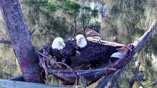 Wildlife Rescue of Dade Eagles ✿ Rose Is Home  Nestorations Begin ✿ 20230917 [upl. by Acinor]