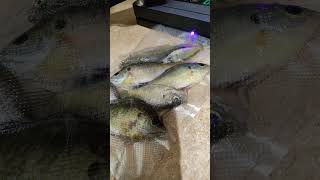 LOVING the VACUUM SEALER 🎣 thereellife coupleswhofish bait cutbait fishingislife ncfishing [upl. by Enelahs]