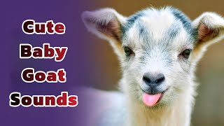 Small Baby Goat Sound 🐐🔊 Baby Goat Voice  Goat Screaming [upl. by Tomkiel]