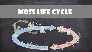 Moss Life Cycle Bryophyte  Plant Biology [upl. by Semajwerdna]