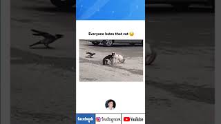 Why 😅 memes funnyvideos funny ryanarizalaofficialpage cat dog shorts [upl. by Candice]