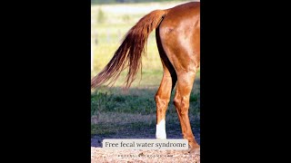 🔍 Understanding Free Fecal Water Syndrome in Horses Causes amp Solutions 🌱🐴 [upl. by Sirret]