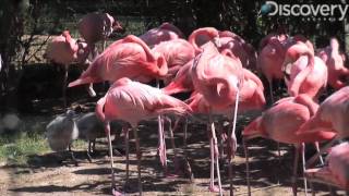 Caribbean Flamingo [upl. by Cahn]