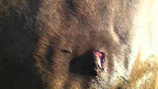 Horse Injury  Horse Cut  Buddy Got a Boo Boo  Should I call a Vet  Rick Gore Horsemanship [upl. by Candra]