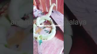 Ampalaya ahas ang tawag sa probinsya namin [upl. by Ailyn]