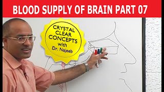 Blood Supply of Brain  Circle of Willis  Part 711 [upl. by Rodgiva]