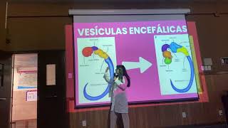 Desarrollo del Sistema nervioso Central 🙈🦄 [upl. by Kyrstin]