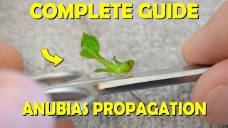 Complete Guide On How To Propagate Anubias Plants For FAST GROWTH [upl. by Huntley]