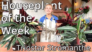 Triostar Stromanthe  Houseplant of the Week [upl. by Matthieu945]