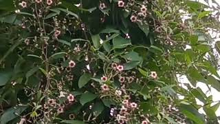 Autumn Nature and Festival in Indiaviralvideoshorts flowers nature festival autumnfestival [upl. by Jabez906]