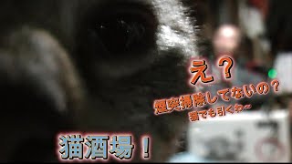 煙突掃除は大事だよ！「猫酒場！」【えびてつチャンネル】 [upl. by Eneli555]