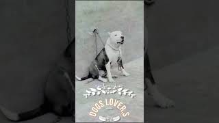 pak desi Bully kutta  bully kutta puppies  pakistani bully bullydogs BullyDogBreed gultairdog [upl. by Weisberg]