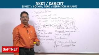 BOTANY  RESPIRATION IN PLANS  P1  Ravi kumar [upl. by Atik]