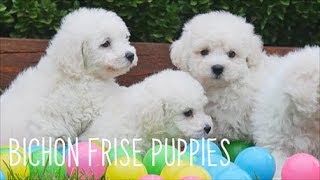 Bichon Frise Puppies [upl. by Christen]