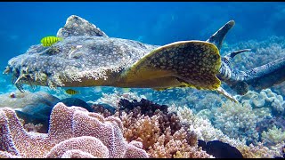 Tasselled Wobbegong Shark [upl. by Noiroc]