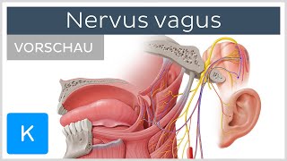 Nervus vagus Vorschau  Anatomie des Menschen  Kenhub [upl. by Nolahc]