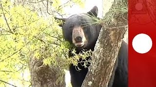 Vidéo  un ours de plus de 100 kilos chute dun arbre en Floride [upl. by Gadmann]