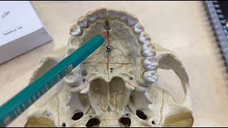 ANATOMIA 3 Zewnętrzna podstawa czaszki [upl. by Eatnwahs67]