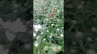 The golden nursery chandramouliflowers plant shortvideo gardenplants [upl. by Haidabez]