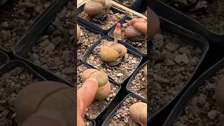 Pleiospilos Royal flush succulents cactus garden [upl. by Eitirahc]