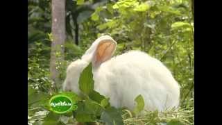 Dr Migdad Ashiyana Rabbit farm Malappuram  Nehru Award Winner [upl. by Harriot]