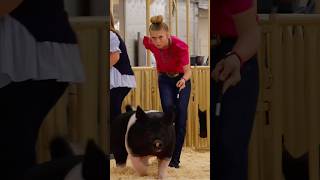 Krew and Karis Day 1 in hog showmanship at Cow Palace livestock show showpigs pigs [upl. by Ailad]